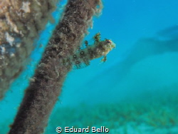 Young coralfish nearby a anchor rope... by Eduard Bello 